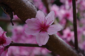 kirsebærblomster, blomst tapet, rosa, blomst bakgrunn, vakre blomster, blomster, vår, natur, cherryblossom