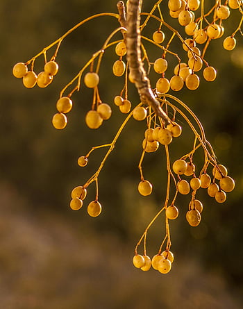 yellow berries, thin branches, natural background, round fruits, detailed shot, outdoor photography, nature photography, berry plant, yellow fruit, tree branches, blurred background