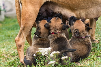 psů, štěňata, kojení, domácí mazlíčci, zvířat, mladých psů, Mláďata psů, Domácí psi, špičáky, Příroda, savců