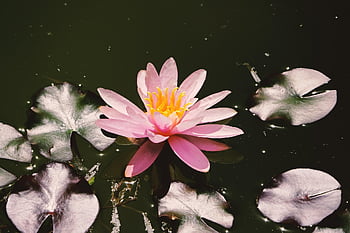 スイレン、 ピンク、 花、 咲く、 水生植物、 自然、 ヌパールテア、 美しい花、 花の壁紙、 Lakerosengewächs、 花の背景