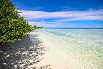 pobřeží, stromy, Pristine Beach, atol laamu, Maledivy, čisté vody, svěží zeleň, tropické pláže, písečné pobřeží, pohled na oceán, přírodní krajina