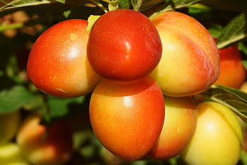 plum, fruit, tree, mirabelle Plums, mirabelle, fresh, set, food, organic, healthy, nutrition