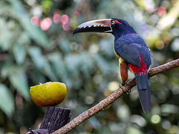 toucan, toucan Perched On A Branch, perched Toucan, perched, perched Bird, beak, feathers, plumage, ave, avian, ornithology
