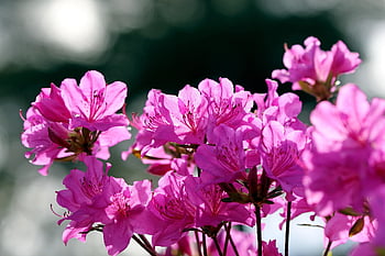 flowers, petals, azalea, garden, yeongsanhong, rhododendron Indicum, royal Azalea, beautiful Flowers, rhododendron, wildflower, flower Wallpaper