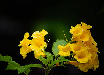 ผู้เฒ่าเหลือง, ดอกไม้, tecoma stans, ดอกไม้สวย, สวน, ดอกสีเหลือง, กลีบดอก, กลีบดอกสีเหลือง, วอลล์เปเปอร์ดอกไม้, เบ่งบาน, ดอก