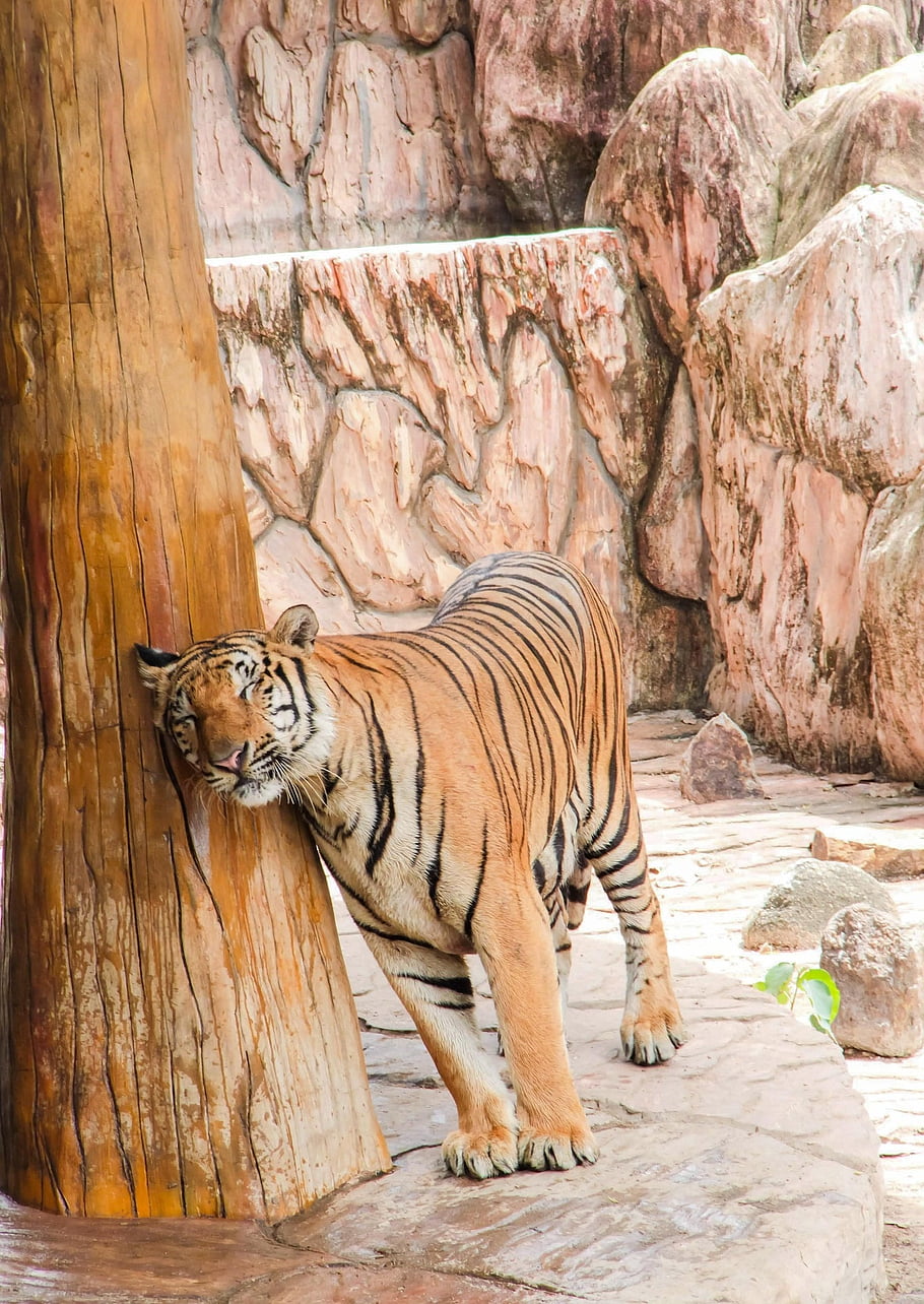 tiger, animal, zoo, nature, captivity