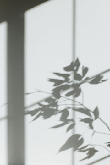 schaduw van bladeren, witte muur, minimalistisch ontwerp, Abstracte schaduw, blad schaduw, muurschaduw, natuurlijk licht, indoor fotografie, Minimalistische kunst, schaduwpatroon, blad silhouet