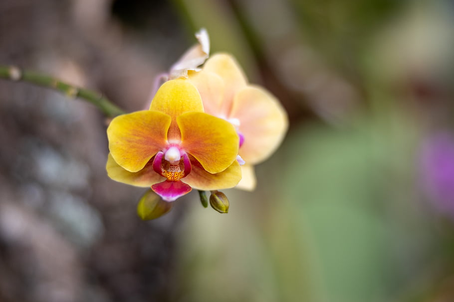 orchidej, květ, Příroda, rostlina, květinový, makro, Pozadí, puntíkovaný, detail, okvětní lístky, delikátní