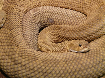 brown snake, two snakes, coiled snakes, reptile, snake scales, wildlife, venomous snake, close-up snake, brown reptile, snake pattern, snake texture