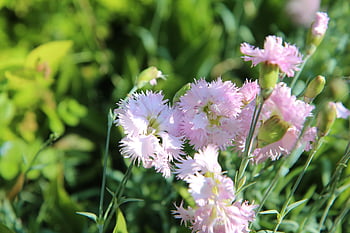 flowers, petals, carnation, floral, scented Carnations, garden