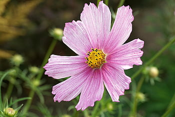 宇宙、 花、 花びら、 コスメア、 ガーデンコスモス、 咲く、 花の背景、 美しい花、 観賞用植物、 花の壁紙、 工場