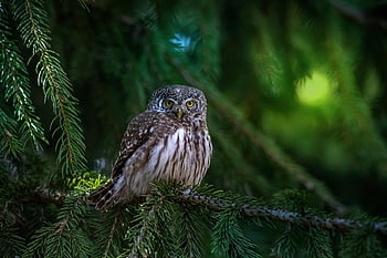 sova obecná, sova, pták, zvíře, glaucidium passerinum, peří, zobák, dravý pták, posazený, větev, Příroda