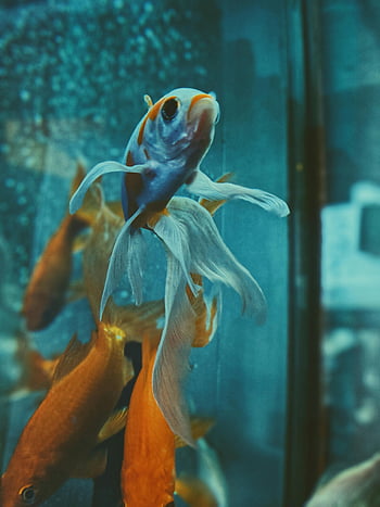 Betta fish, goldfish, aquarium, close-up, vibrant, swimming, fish tank, graceful, underwater, tank, pets