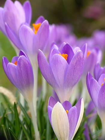 crocus, purple Flowers, purple Crocuses, spring, spring Flowers, chalices, meadow, beautiful Flowers, flower, plant, flora