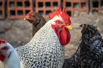 gallo, crest, nature, chicken Coop, peak, pens, animal, bird, rural