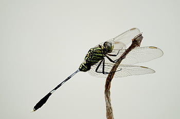insect, dragonfly, entomology, species, macro, wildlife, fauna