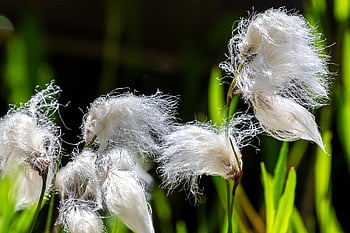 cotton Grass, pond, garden, plant, nature, garden Pond, sunshine, filigree, white, green, fruit Stand