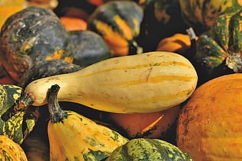 pumpkin, fruit, fall, pumpkin Plant, food, vegetables, decoration, autumnal, autumn Fruits, harvest, halloween