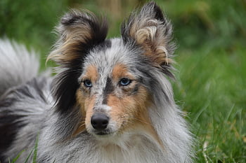 dog, female Dog, dog Portrait, shetland Sheepdog, dog Pure Breed, bitch Nobility Blue, dog Blue Eyes, muzzle End, pet, animal, mammal