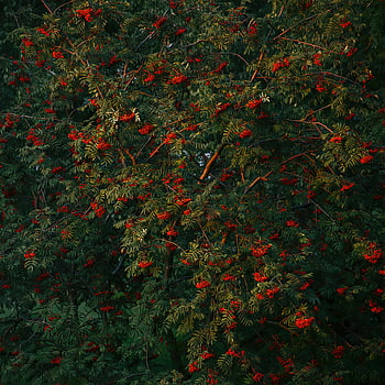 Red Berry Tree, rowanberry tree, red berries, green leaves, Konin, Poland, lush tree, berry tree, nature photography, outdoor scene, natural beauty