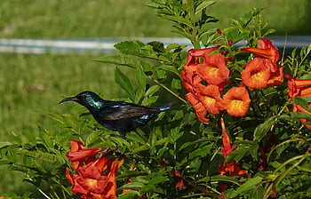 bird, purple Sunbird, cinnyris Asiaticus, male, aves, fauna, nature, india