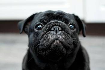 black pug, head of black pug, adorable pug, close-up pug, indoor pug, looking at camera, black dog, cute pug, pug face, pug indoors, pug close-up