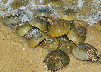 horseshoe Crabs, nature, crustaceans, crab, marine, matting, beach
