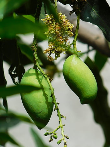 green mangoes, unripe mangoes, mango tree, tree branch, green leaves, mango flowers, tropical fruit, fruit tree, natural produce, fresh mangoes, hanging mangoes