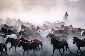 mandria di cavalli, Cavalli in esecuzione, Sollevare la polvere, mattino nebbioso, cavaliere cavalli da cavaliere, Hürmetci, Turkiye, Scena equestre, cavalli selvaggi, nuvola di polvere