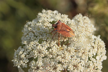 hmyz, květinové pozadí, Příroda, entomologie, opylování, květinové tapety, květ, umbel květiny, krásné květiny, rostlina, Chyba