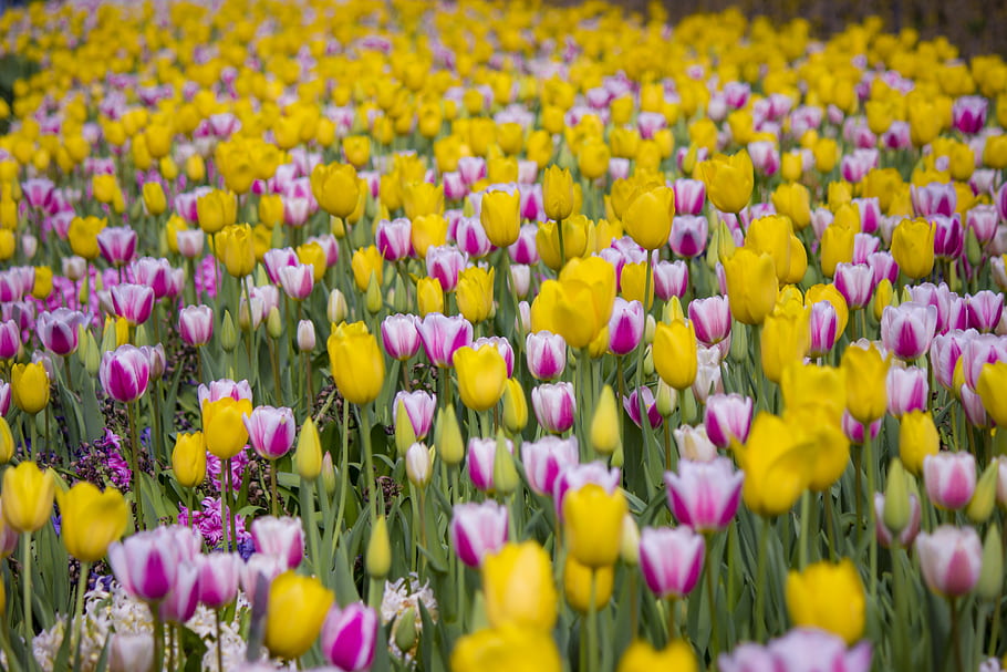 tulipány, žlutá, purpurová, dallas arboretum, 600d, t3i, 55-250, šikovný, Nizozemí, Holandsko