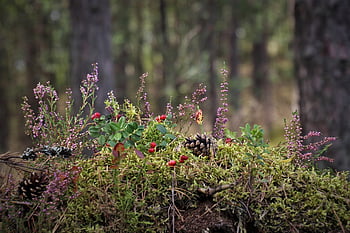 moss, plants, forest, pine Cones, heathers, wildflowers, cones, lush, bush, berries, autumn
