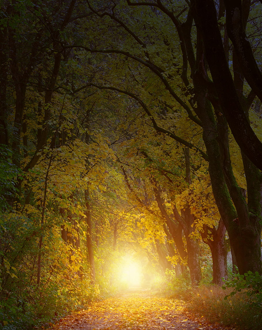 sentier, soleil d'or, branches d'arbres denses, forêt scénique, voie dégagée, feuilles d'automne, lumière naturelle, tunnel d'arbre, paysage extérieur, photographie de nature, mise au point sélective