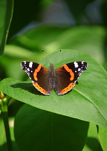 butterfly, wing, insect, vanessa Atalanta, entomology, species, close Up, leaf, plant, nature, admiral