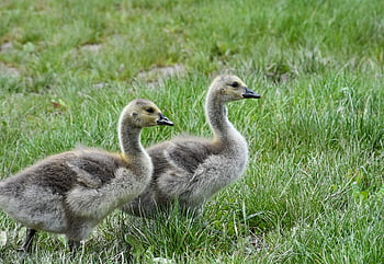 goslings, geese, meadow, canada Geese, chicks, birds, waterfowls, animals, feather, plumage, bill