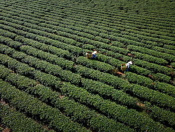 aerial view, woman picking tea, tea plantation, tea leaves, vibrant plantation, vast plantation, tea harvest, agricultural field, tea pickers, tea farming, aerial photography