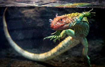 caiman Lizard, lizard, nature, reptile, animal, tank, pet, zoo, underwater, ueno, exotic