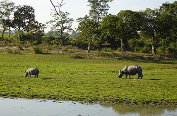 rhinoceros, rhino, one-horned, nature, animal, wild, wildlife, endangered, national Park, sanctuary, assam