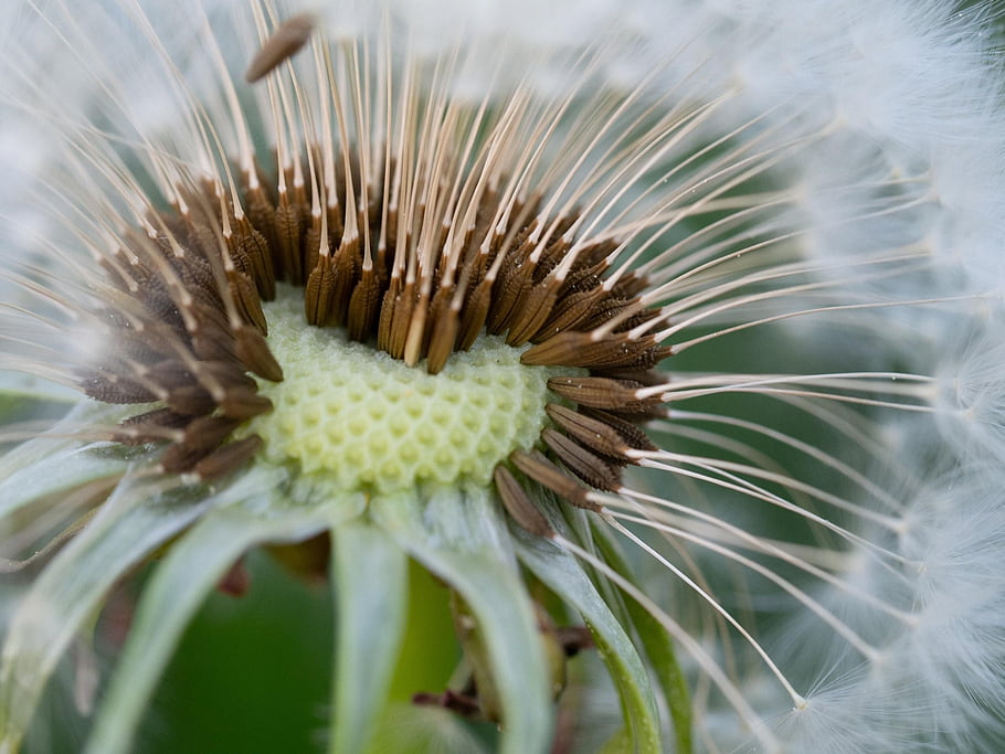 dandelion, flora, flower Background, nature, spring, blossom, white, flower Wallpaper, seed, beautiful Flowers, flowers