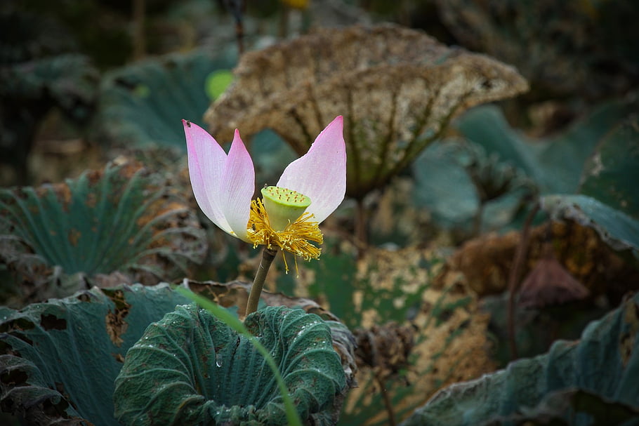 Angličtina Lotus, konci sezóny, květinové tapety, okvětní lístky, květinové pozadí, květiny, pestík, růžový, Krásná, zelená, krásné květiny