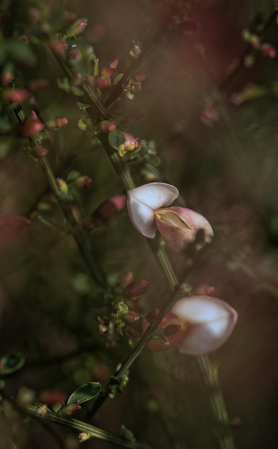 flower, ginster, blossom, nature, spring, green, hintergrund, blooming, flora, rosa