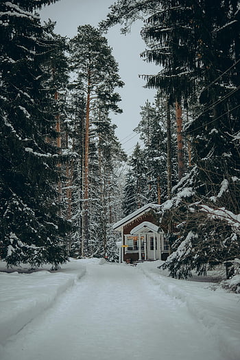 paesaggio invernale, Cabina accogliente, foresta innevata, inverno sereno, strada nella foresta, cabina invernale, sentiero innevato, cabina forestale, scena invernale, alberi coperti di neve, strada invernale