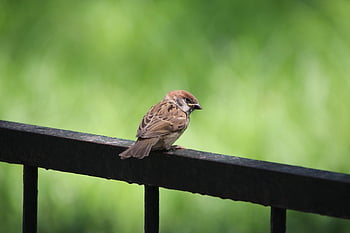 mus, vogel, natuur, leuning, dier, kleine vogel, ave, aviaire, vogelkunde, vogels kijken, zangvogel