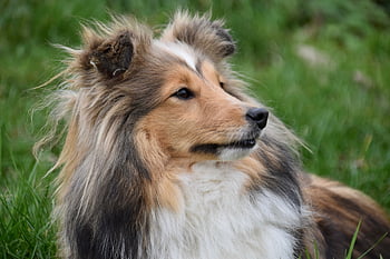 dog, female Dog, portrait Profile Of A Dog, shetland Sheepdog, dog Pure Breed, bitch Nayana, pet, animal, dog Eye Colour Hazel, muzzle End, mammal