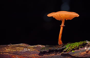 mushroom, beech Slime Root, wood Fungus, fungal Science, fall, forest Mushroom, wild Mushroom