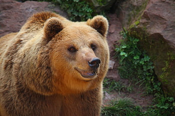 ヒグマ、 くま、 自然、 森林、 動物、 毛皮、 動物の世界、 野生動物、 荒野、 哺乳類、 動物園