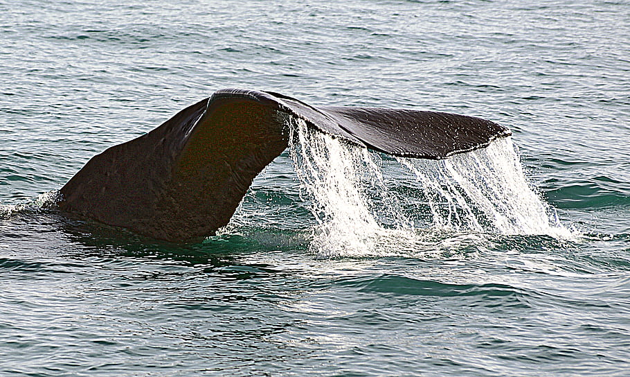 Pottwal, Fluke, kaikoura, Whale Watch, Meereslebewesen, Tauchen, tiefes Wasser, Ozean, Tierwelt, Natur