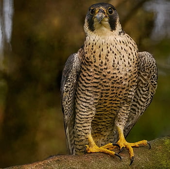 Peale's Falcon, şahin, Alaca şahin, kuş, yırtıcı kuş, avcı, yırtıcı hayvan, pençeleri, ornitoloji, yaban hayatı, nesli tükenmekte