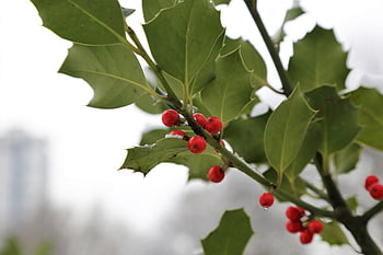 ilex aquifolium, 일반적인 홀리, 크리스마스 홀리, 레드 베리, 녹색 잎, 분기, 겨울, 자연, 플로라, 원예, 옥외