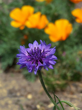 chrpa, centaurea cyanus, modrý květ, květinový, rostlina, plevel, botanika, kvete na, zahrada, Příroda, detailní